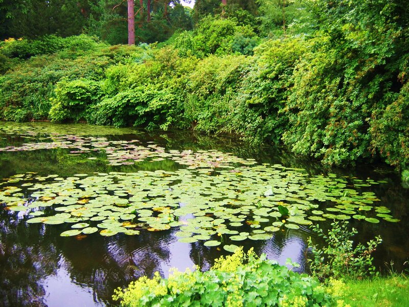 pond with lily pads and greenery