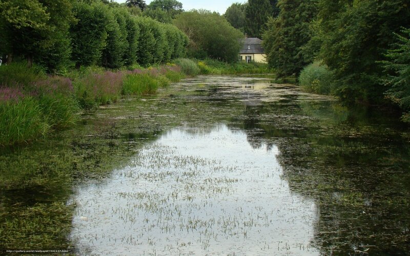 pond with lily pads and house