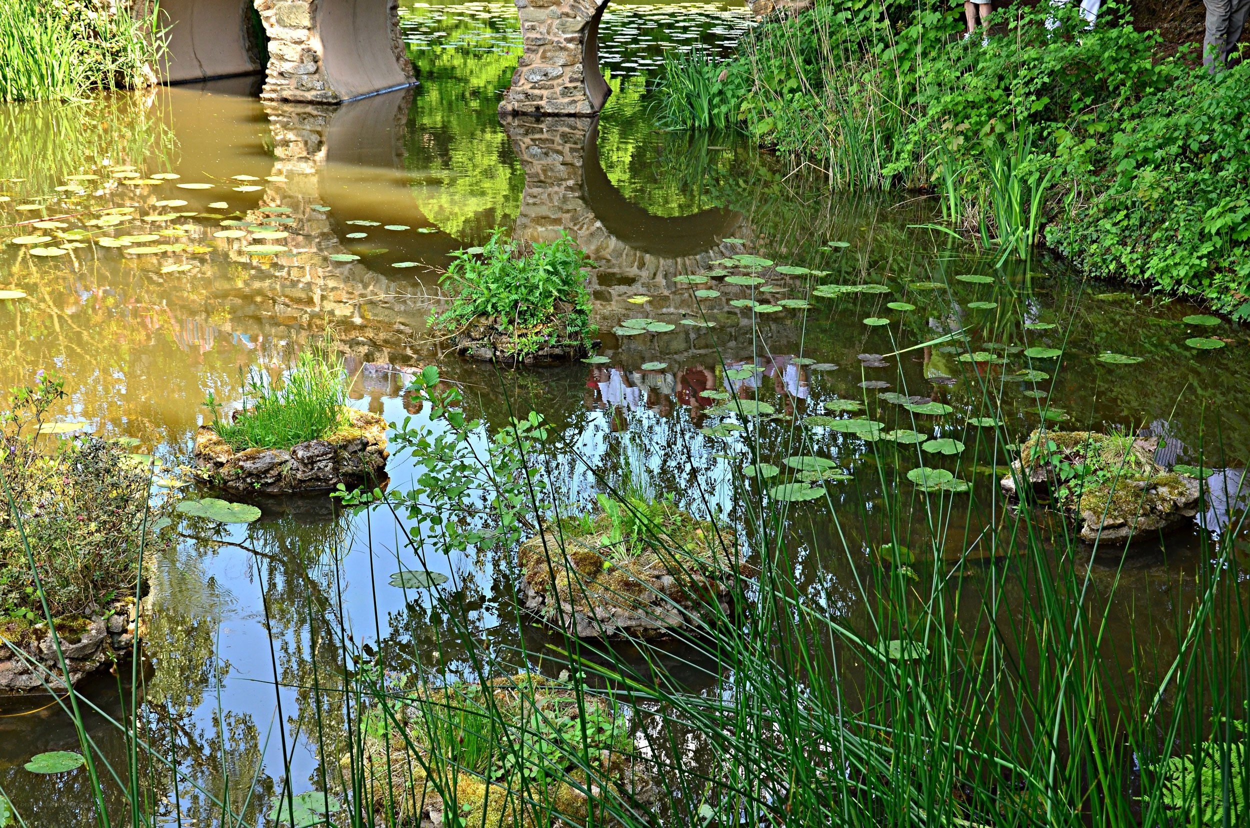 pond with lily pads and stone bridge