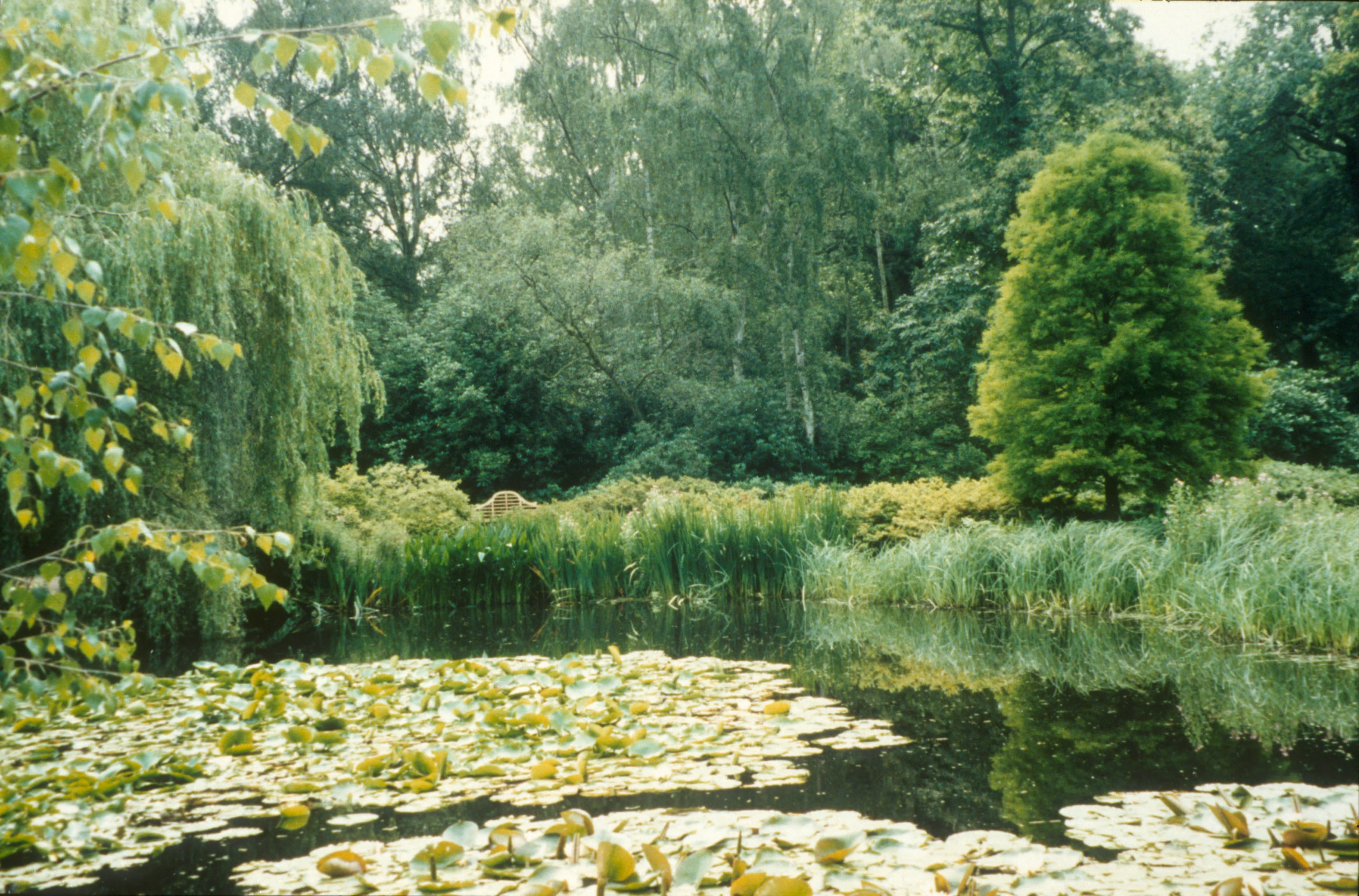 Pond with lily pads and trees