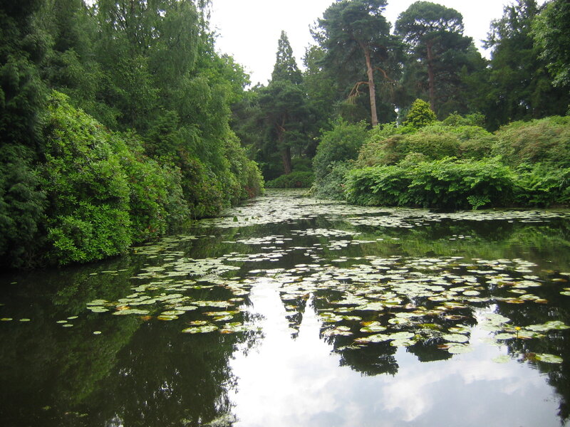 pond with lily pads and trees
