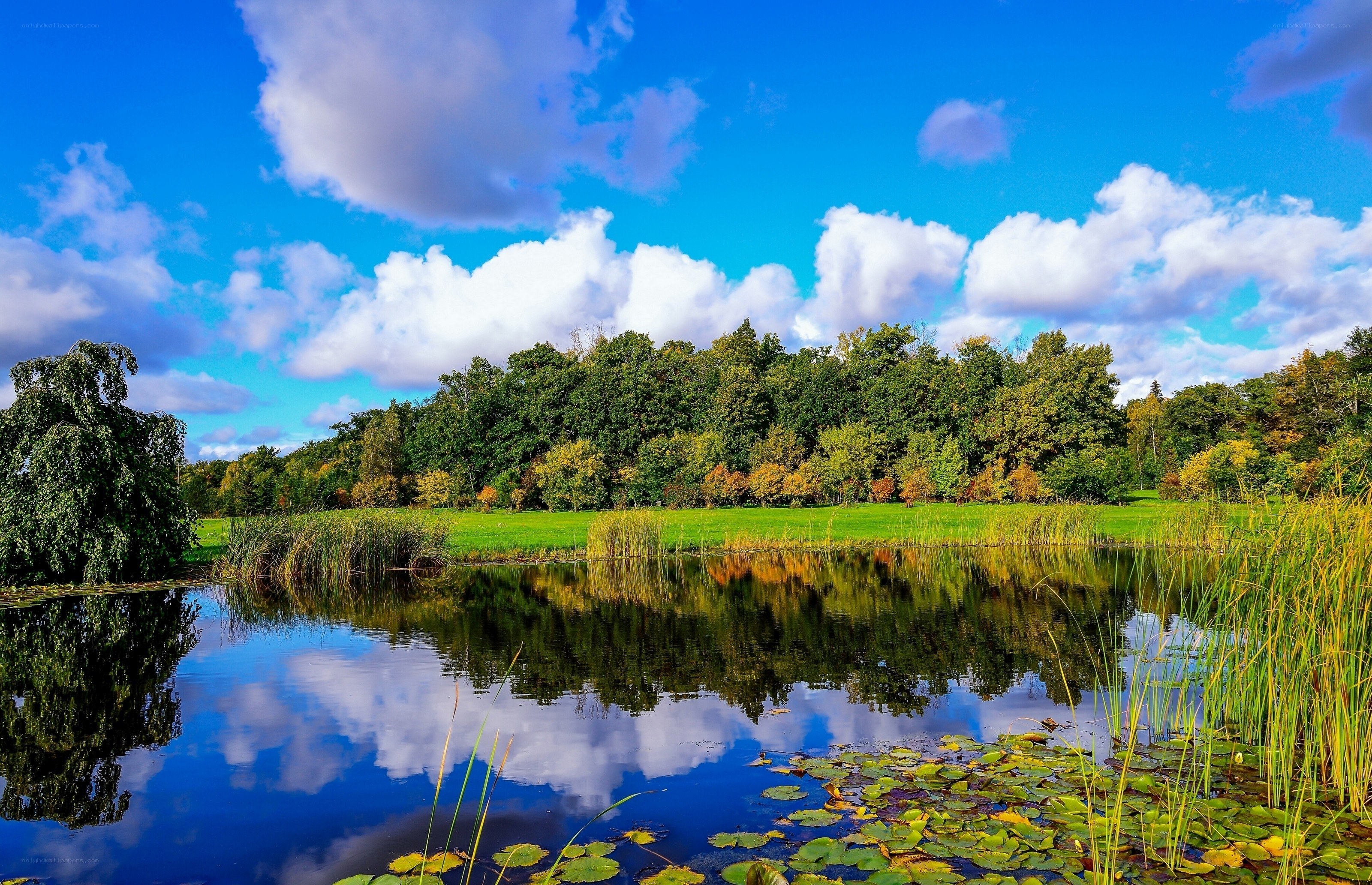 Pond with lily pads and trees