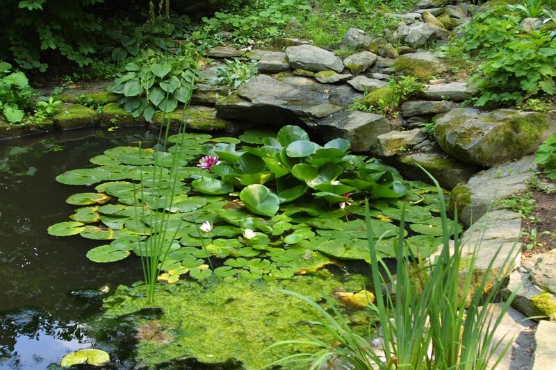 pond with lily pads and water plants