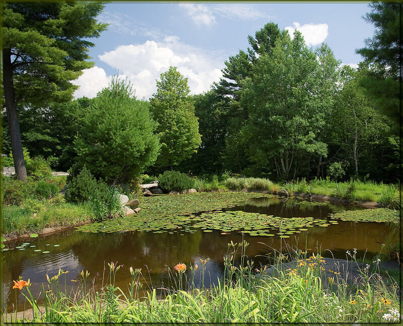 Pond with lily pads and wildflowers