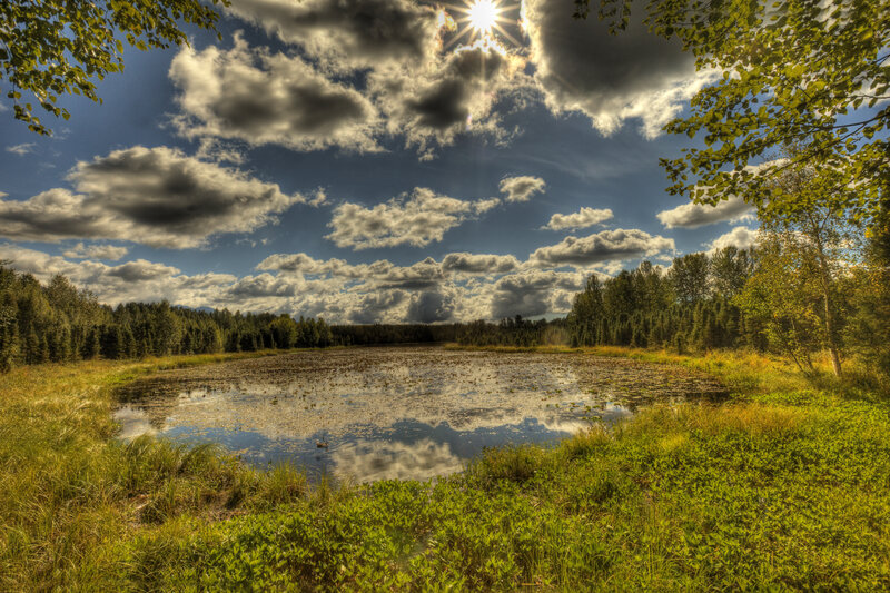 Pond with Lily Pads — Blue, Dramatic
