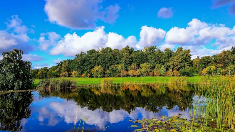 Pond with Lily Pads — Blue, Serene, Afternoon, Photograph, Trees, Grass, Clouds, Green