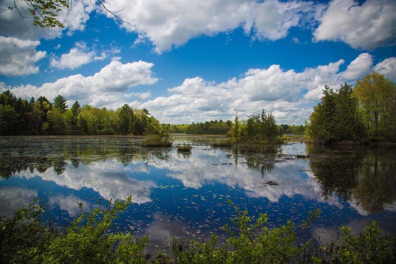 Pond with Lily Pads — Blue, Serene, Afternoon, Photograph, Trees