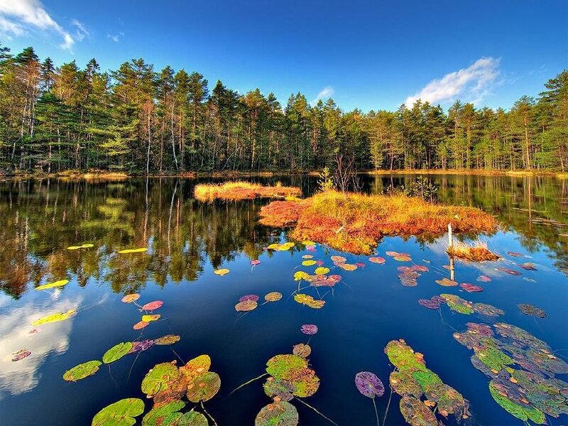 Pond with Lily Pads — Blue, Serene, Autumn