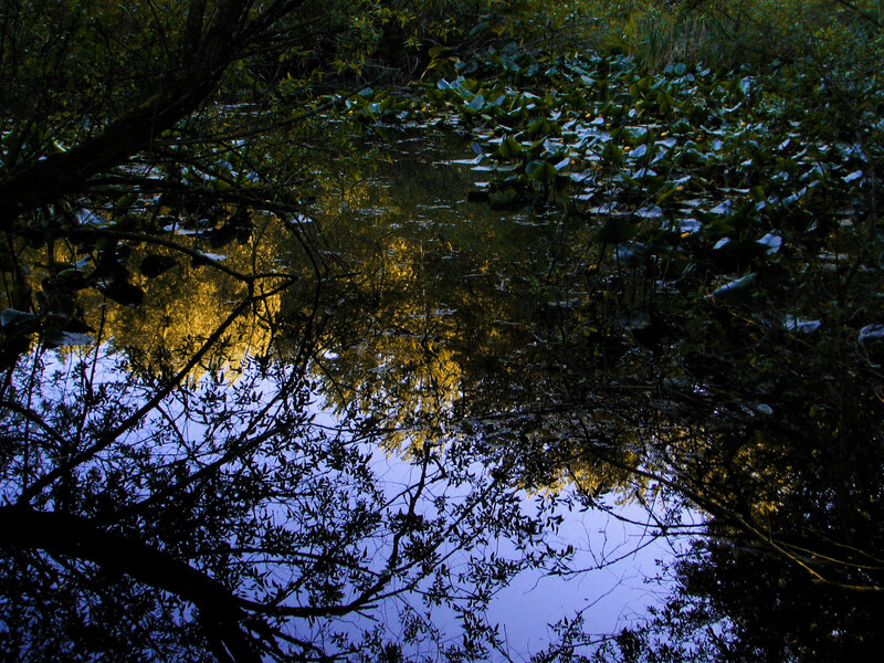 Pond with Lily Pads — Blue, Serene, Sunset