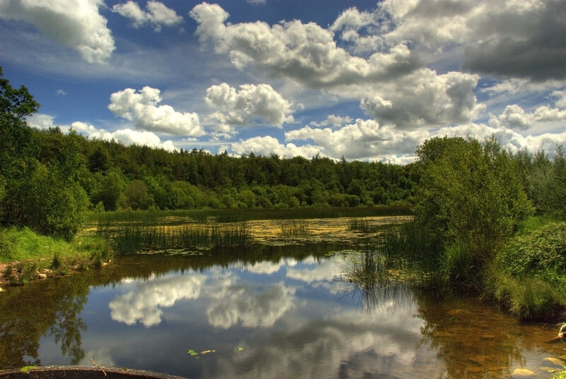 Pond with Lily Pads — Blue