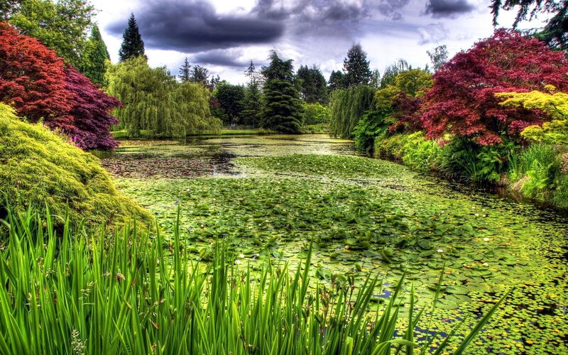 Pond with Lily Pads — Green, Dramatic, Afternoon