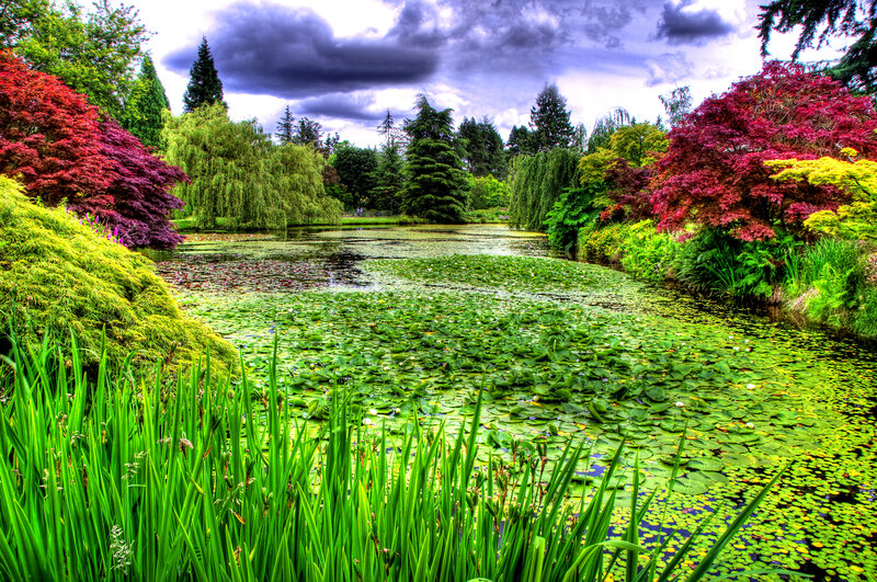 Pond with Lily Pads — Green, Dramatic