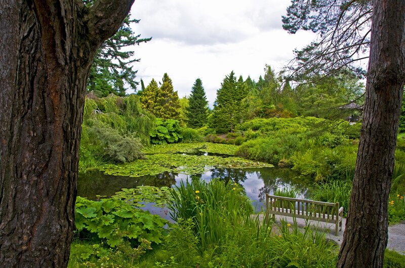 Pond with Lily Pads — Green, Serene, Afternoon, Photograph, Bench, Trees
