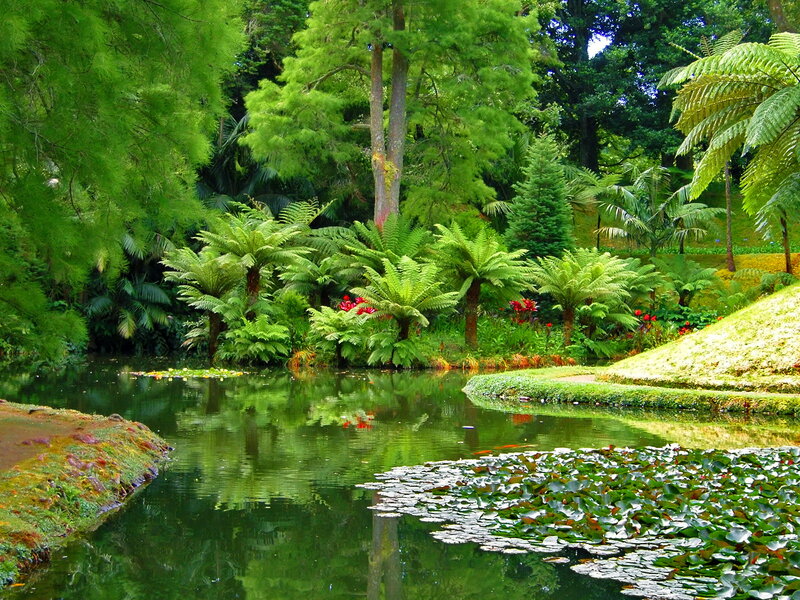 Pond with Lily Pads — Green, Serene, Afternoon, Photograph, Ferns, Trees