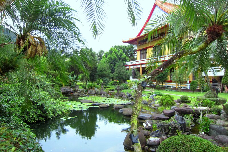 Pond with Lily Pads — Green, Serene, Afternoon, Photograph, Palm Tree