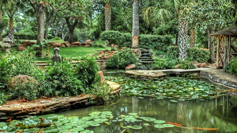 Pond with Lily Pads — Green, Serene, Afternoon, Photograph, Palm Trees
