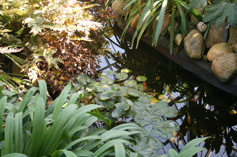 Pond with Lily Pads — Green, Serene, Afternoon, Photograph, Plants