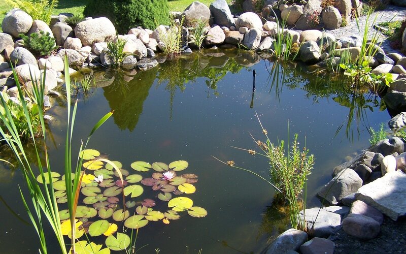 Pond with Lily Pads — Green, Serene, Afternoon, Photograph, Rocks, Plants