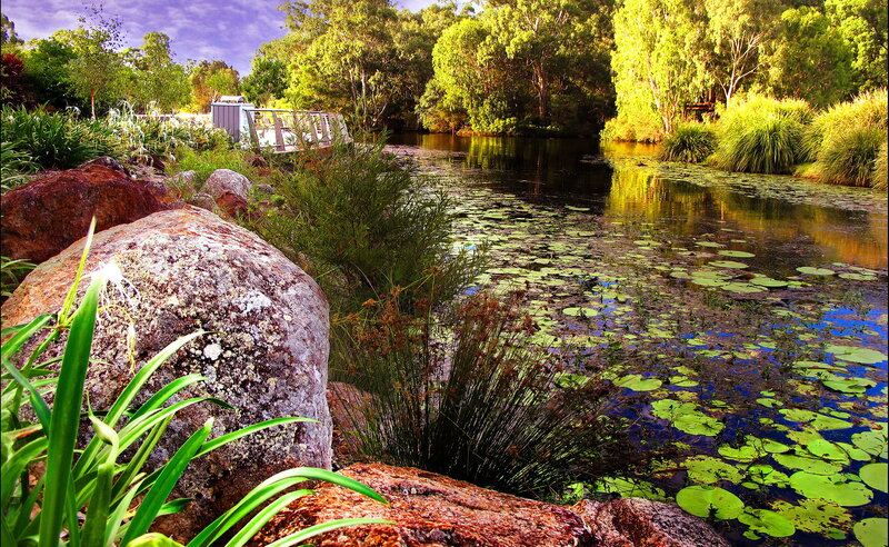 Pond with Lily Pads — Green, Serene, Afternoon, Photograph, Rocks