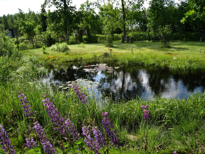 Pond with Lily Pads — Green, Serene, Afternoon, Photograph