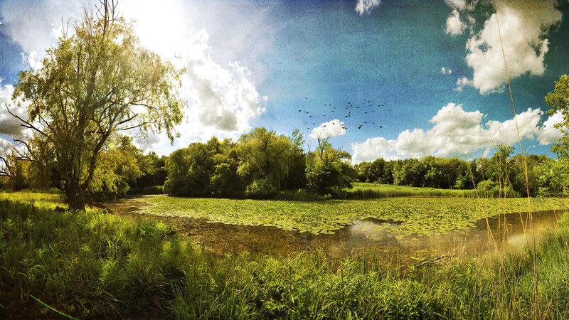 Pond with Lily Pads — Green, Serene, Afternoon, Photograph, Trees, Birds