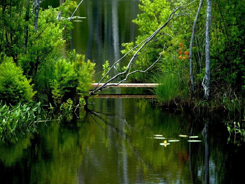 Pond with Lily Pads — Green, Serene, Afternoon, Photograph, Trees, Branch