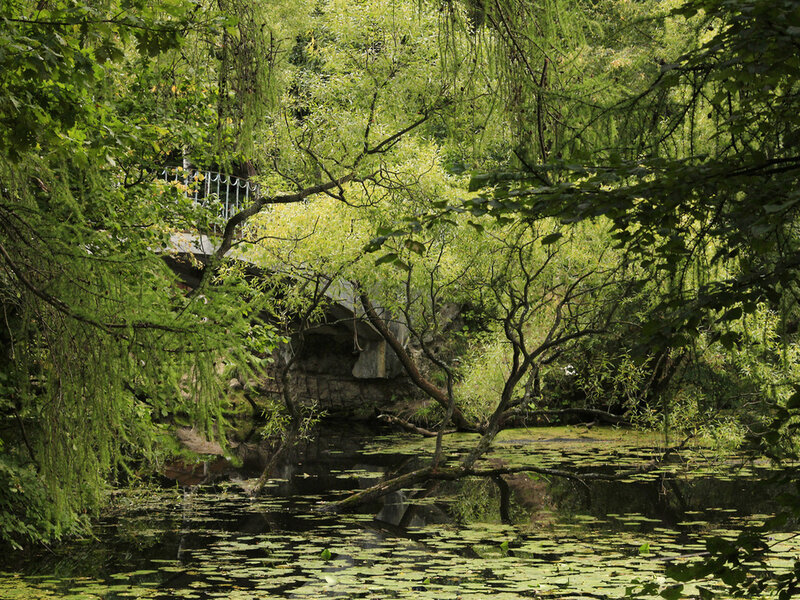 Pond with Lily Pads — Green, Serene, Afternoon, Photograph, Trees, Bridge