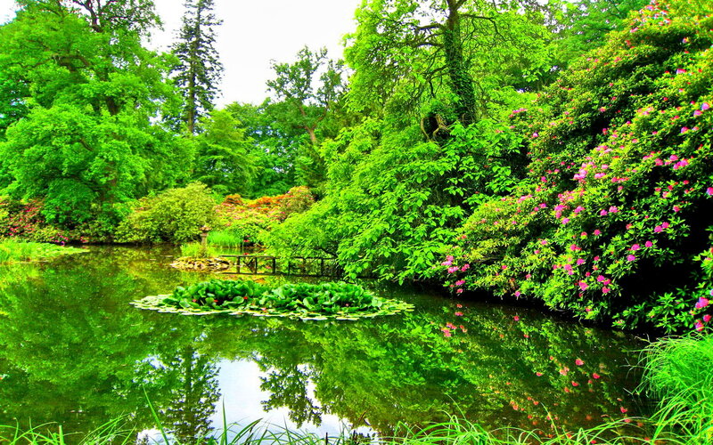 Pond with Lily Pads — Green, Serene, Afternoon, Photograph, Trees, Flowers