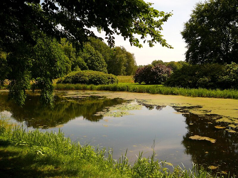 Pond with Lily Pads — Green, Serene, Afternoon, Photograph, Trees, Grass, Bushes