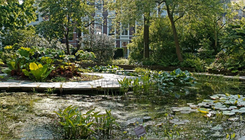 Pond with Lily Pads — Green, Serene, Afternoon, Photograph, Trees, Plants