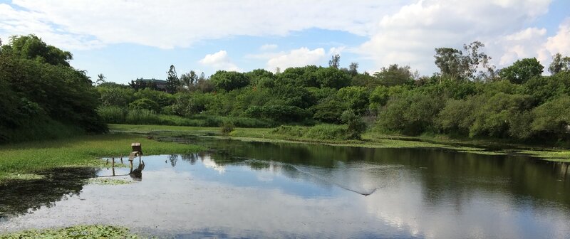 Pond with Lily Pads — Green, Serene, Afternoon, Photograph, Trees, Sky, Clouds