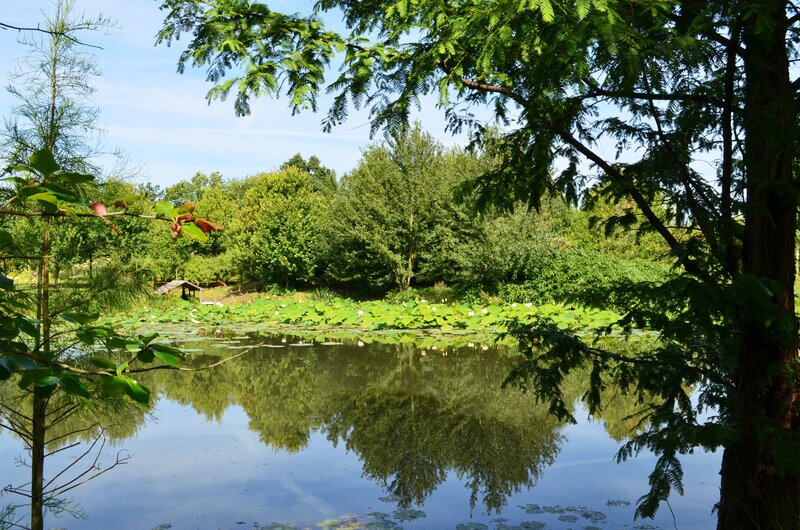Pond with Lily Pads — Green, Serene, Afternoon, Photograph, Trees, Sky