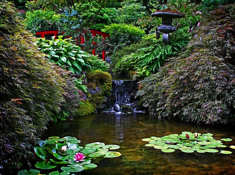 Pond with Lily Pads — Green, Serene, Afternoon, Photograph, Waterfall