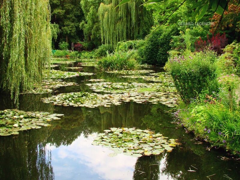 Pond with Lily Pads — Green, Serene, Afternoon, Photograph, Willow Tree