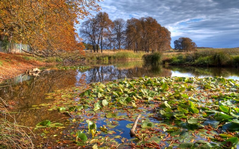 Pond with Lily Pads — Green, Serene, Autumn