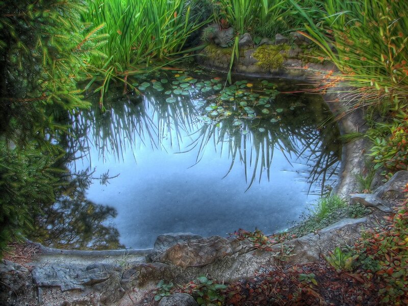 Pond with Lily Pads — Green, Serene, Morning, Photograph