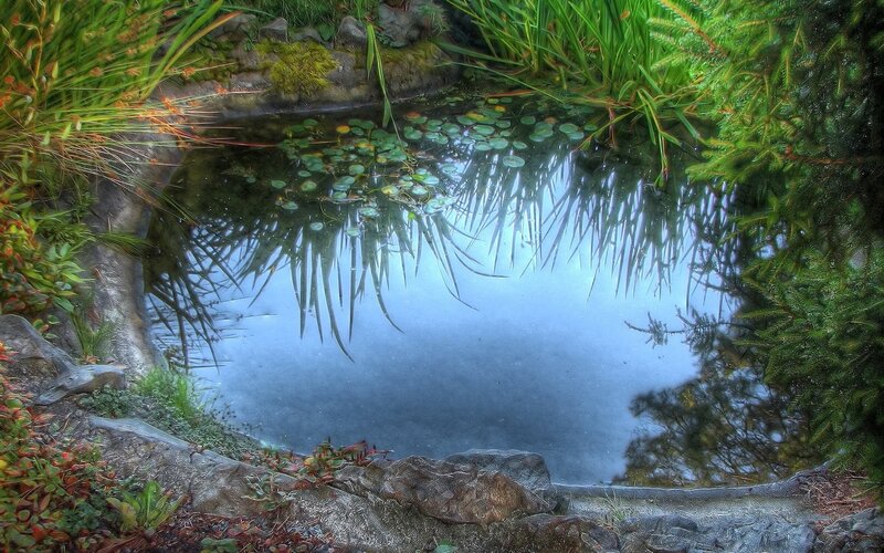 Pond with Lily Pads — Green, Serene, Morning