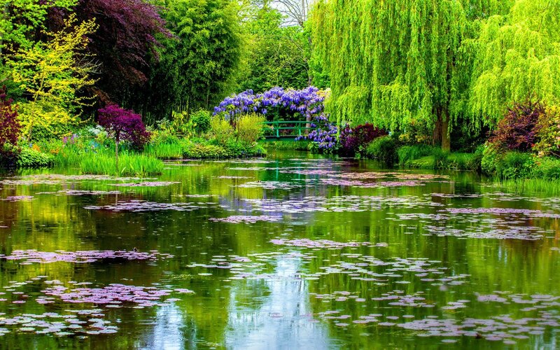 Pond with Lily Pads — Green, Serene, Spring, Photograph