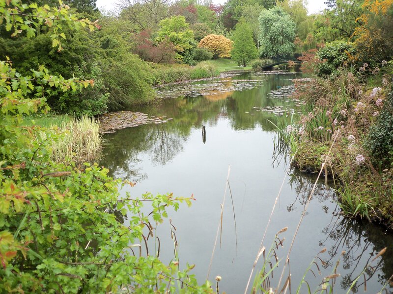 Pond with Lily Pads — Green, Serene, Spring