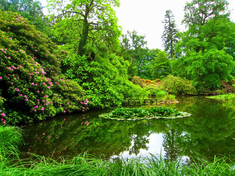 Pond with Lily Pads — Green, Serene, Summer