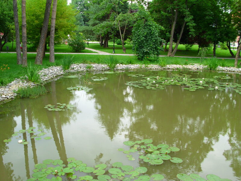Pond with lily pads in a park