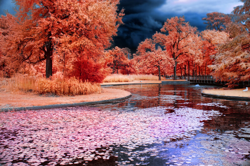 Pond with Lily Pads — Red