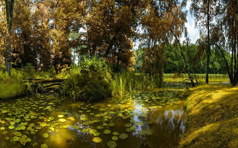Pond with Lily Pads