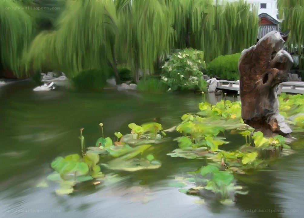 Pond with lotus and willow trees