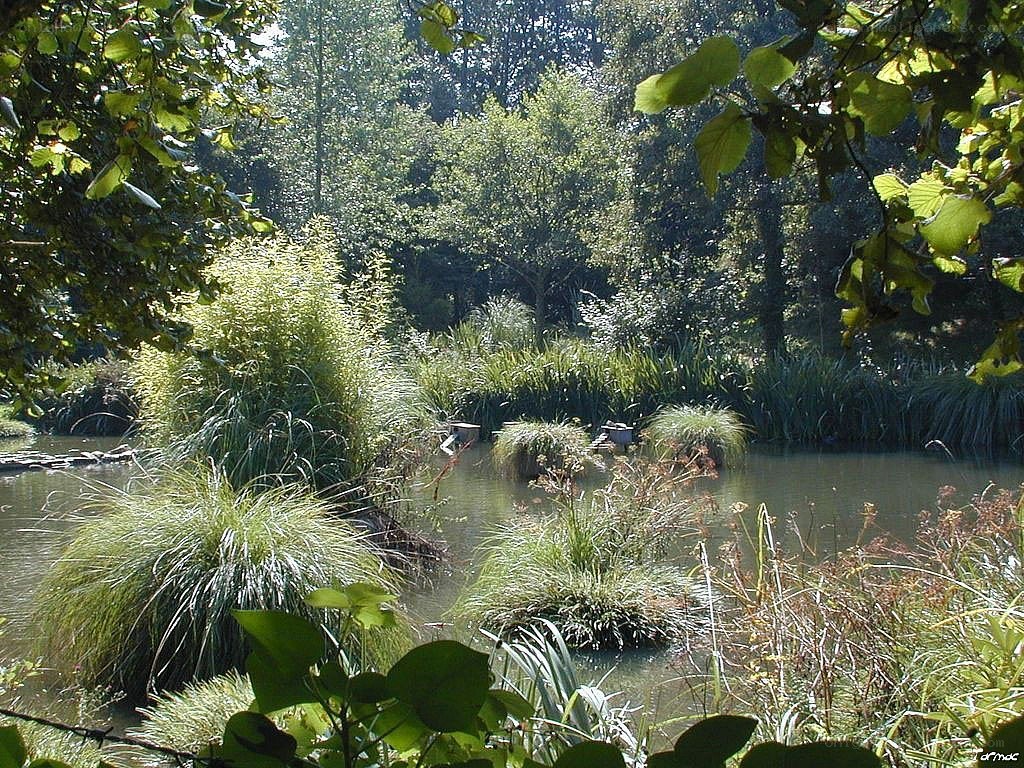 Pond with lush greenery