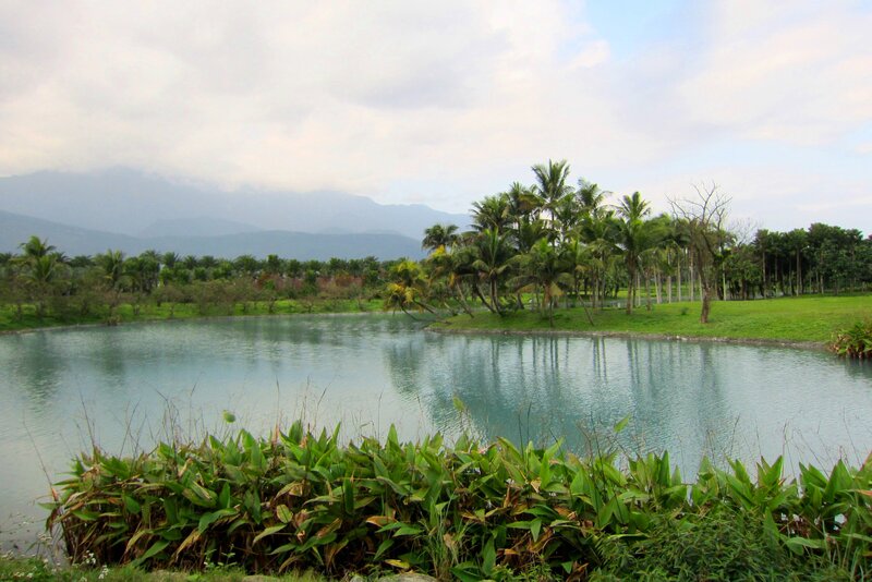 Pond with Palm Trees — Green, Serene