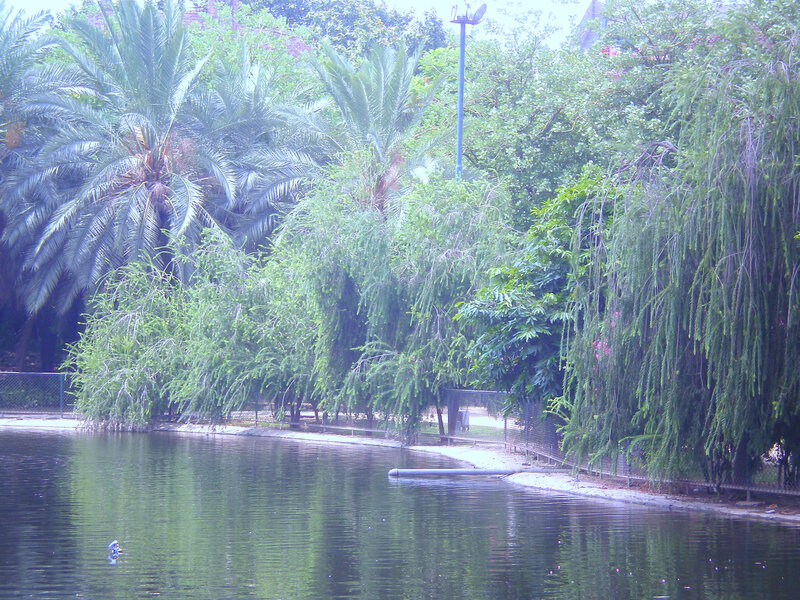 Pond with palm trees
