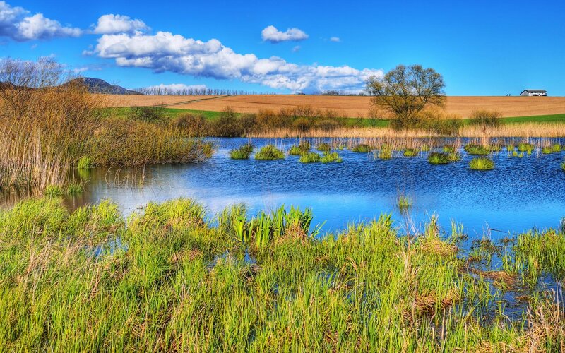 Pond with Reeds and Fields