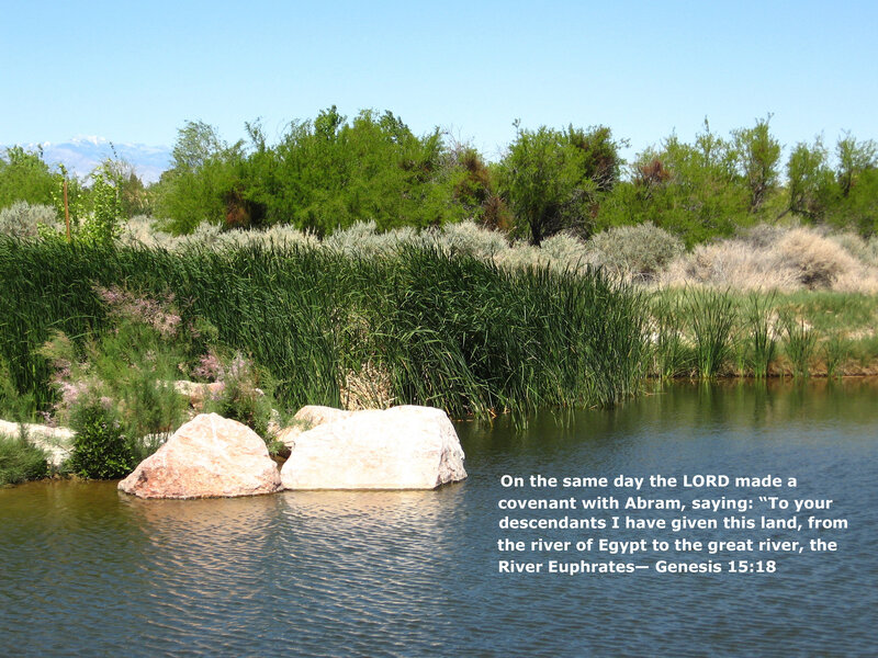 Pond with Reeds and Rocks