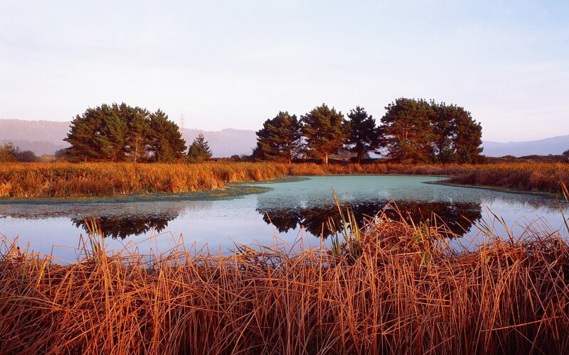 Pond with reeds and trees